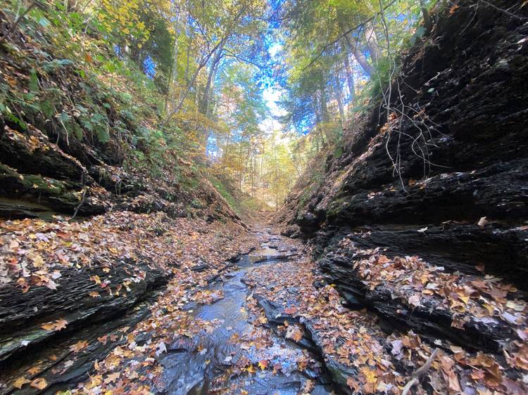 Cleveland Museum of Natural History's Wolf Run Preserve.